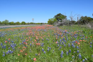 spring flowers on the side of the road