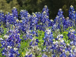 bluebonnets, spring
